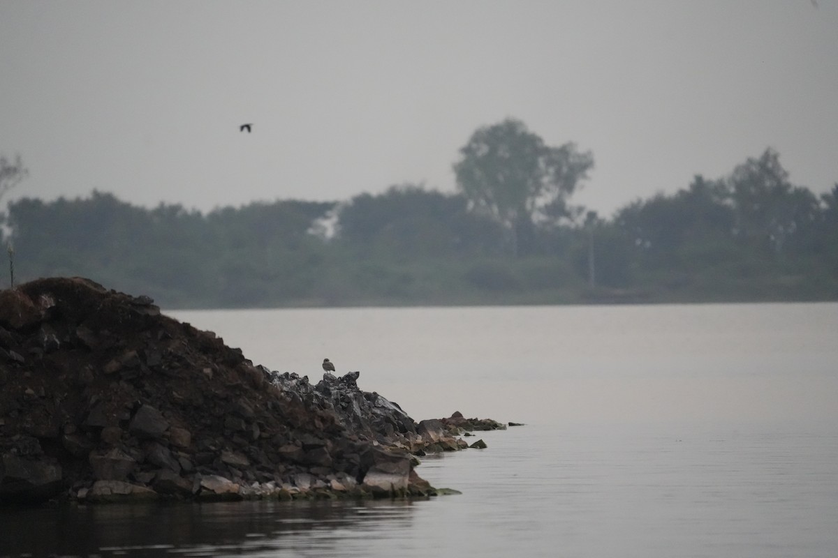 Grand Oedicnème - ML644747284