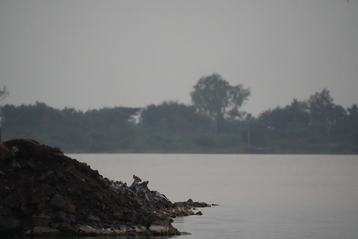 Grand Oedicnème - ML644747285