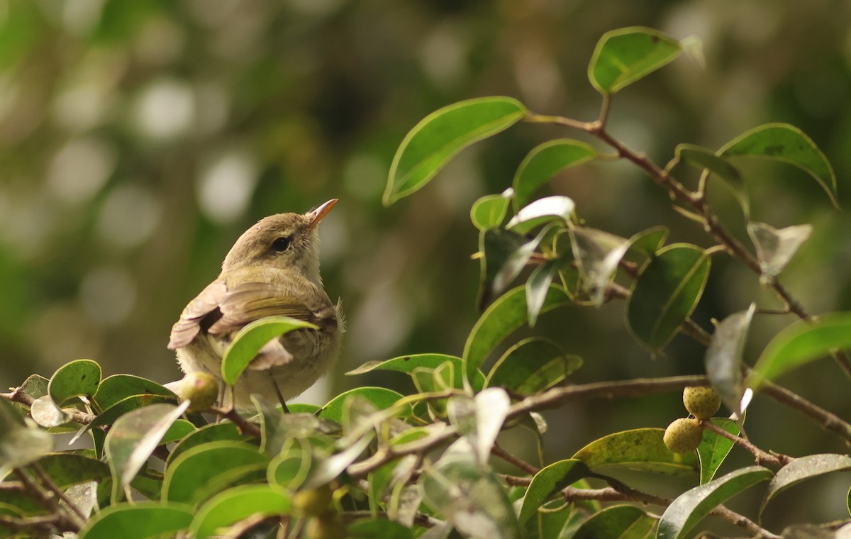 Greenish Warbler - ML644747301