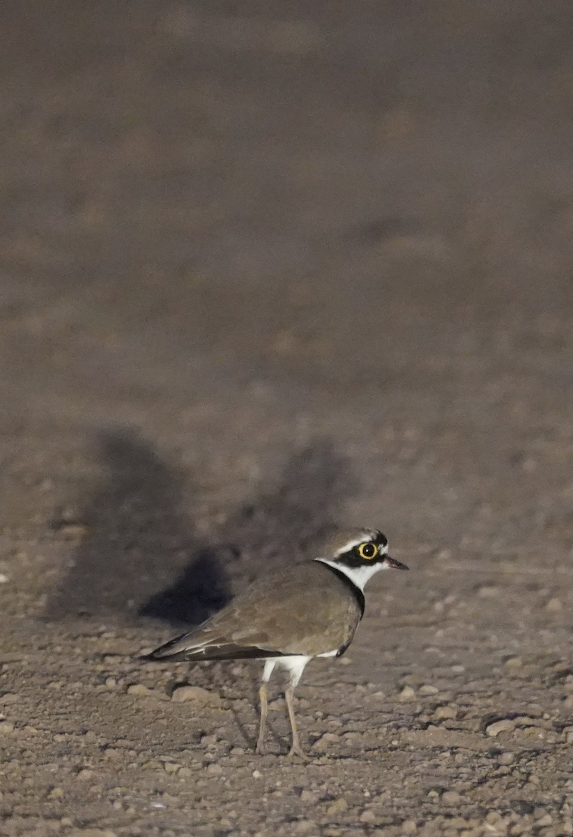 コチドリ - ML644747305