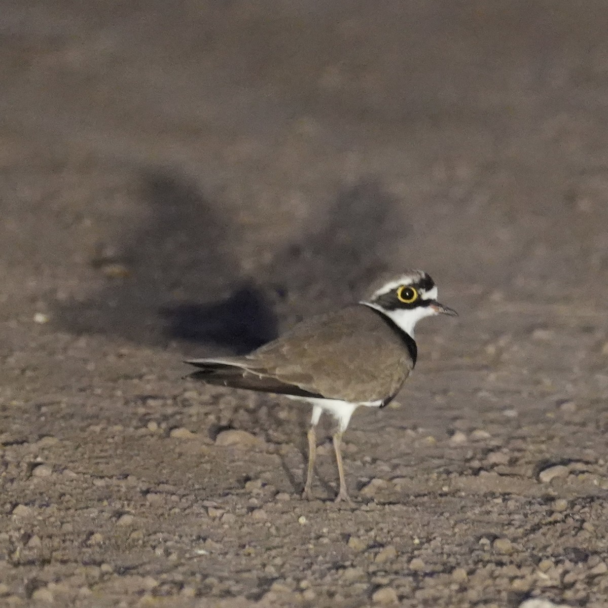 コチドリ - ML644747306