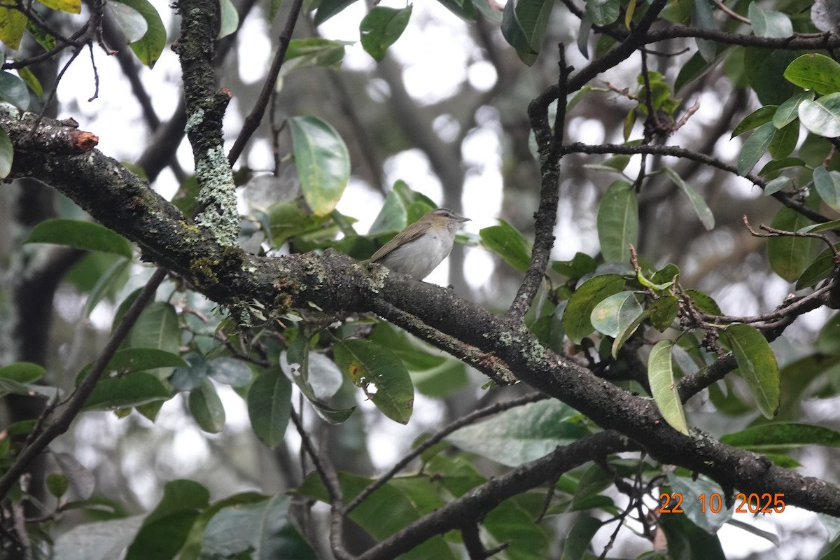 Красноглазый виреон - ML644747309