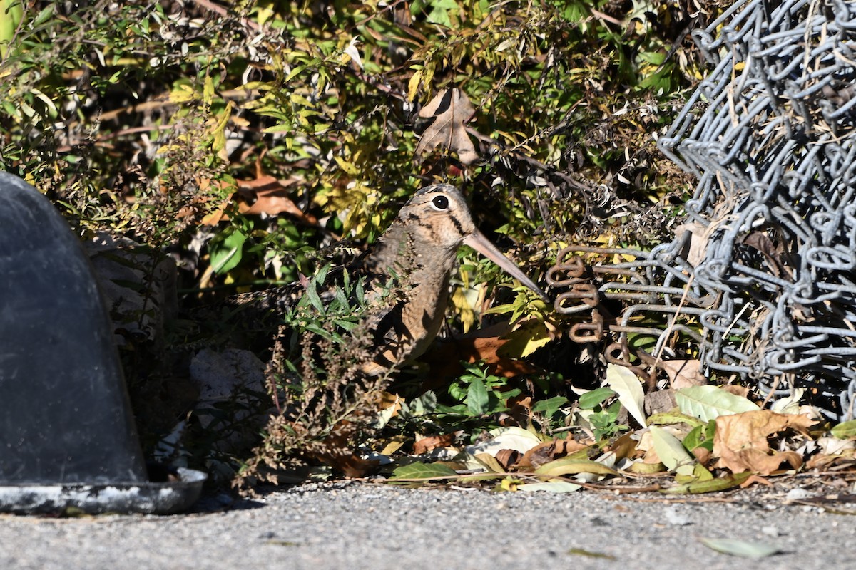 American Woodcock - ML644747315
