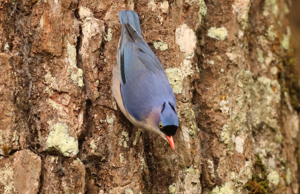 Velvet-fronted Nuthatch - ML644747316