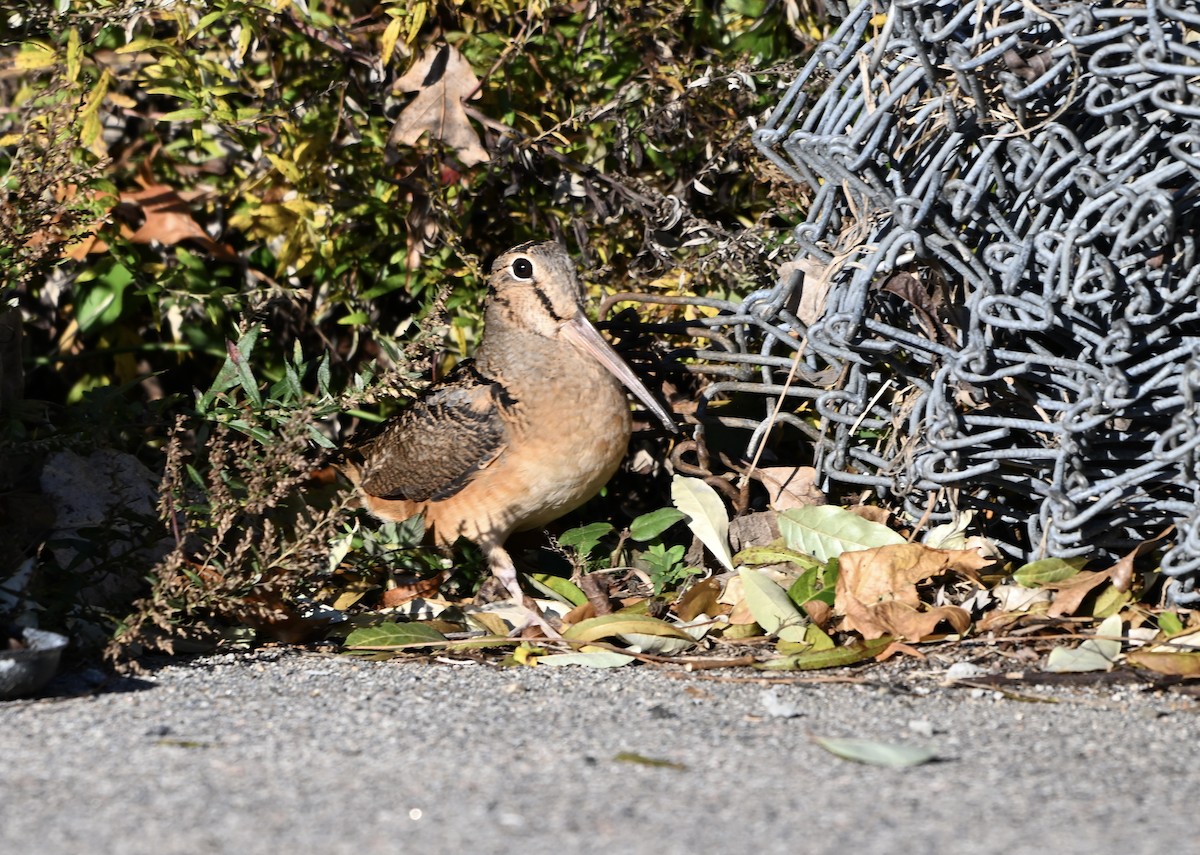 American Woodcock - ML644747327