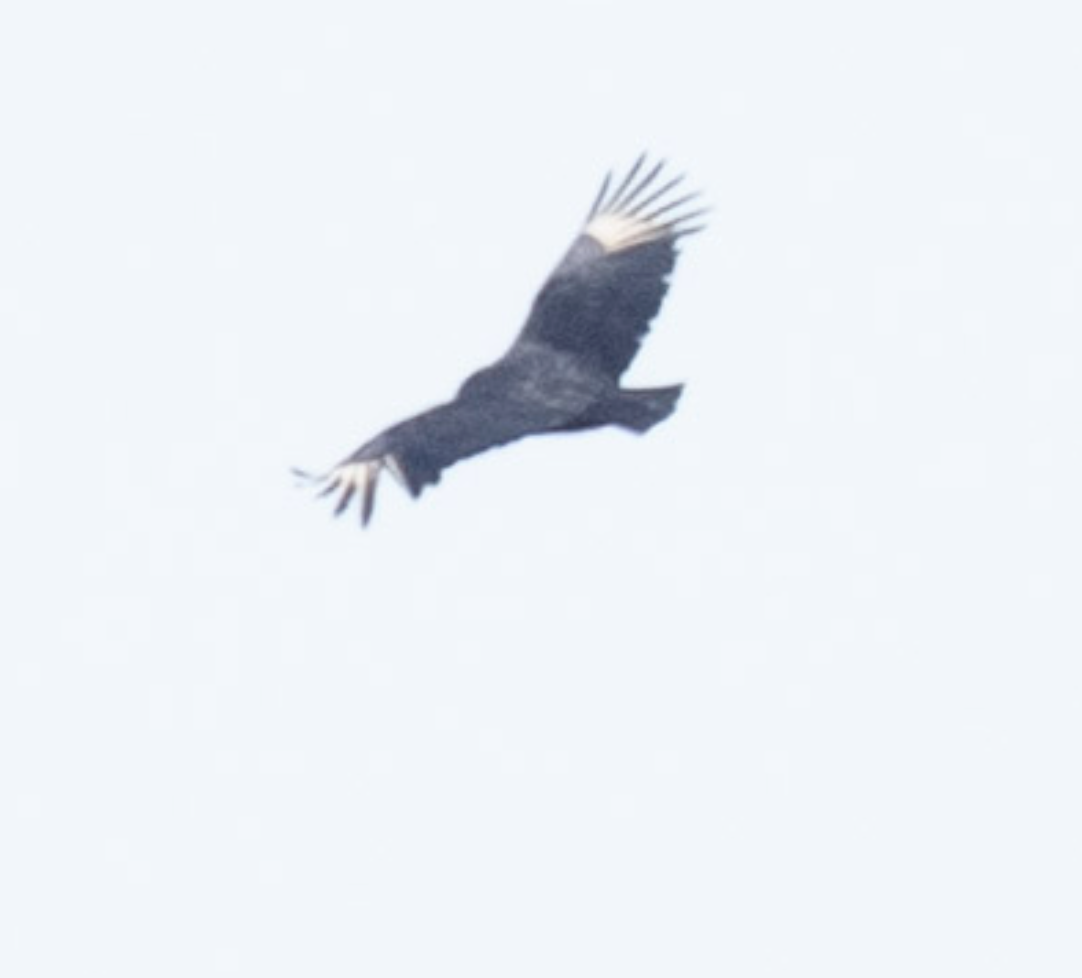 Black Vulture - ML644747332
