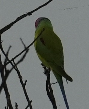 Erik Başlı Yeşil Papağan - ML644747333