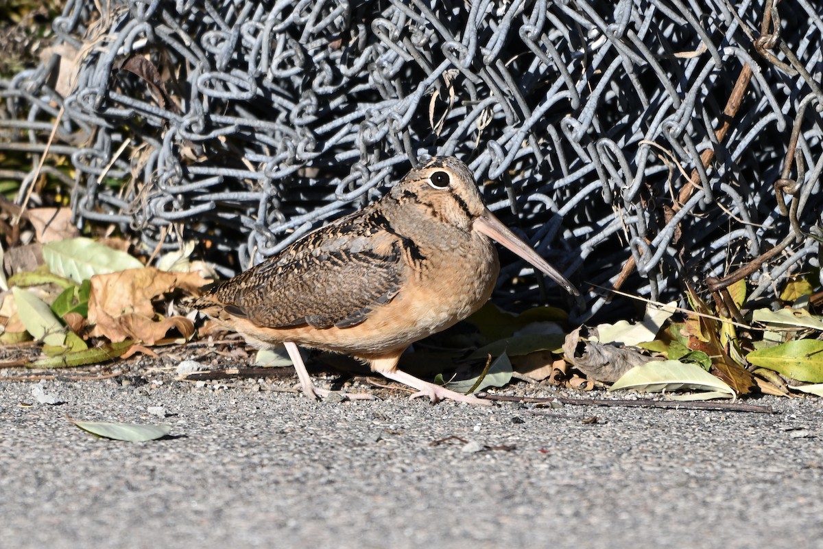 American Woodcock - ML644747338