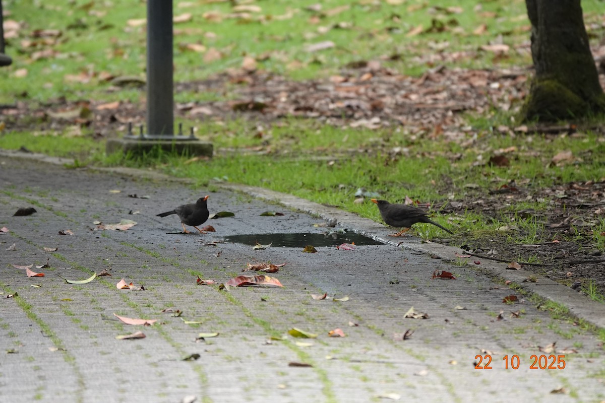 Great Thrush - ML644747340