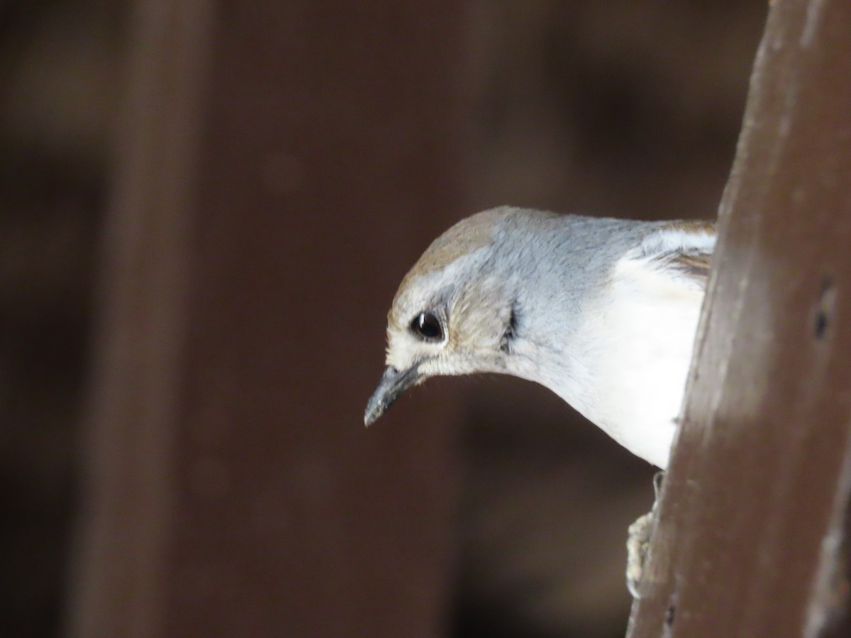 Мадагаскарский шама (inexspectatus) - ML644747341