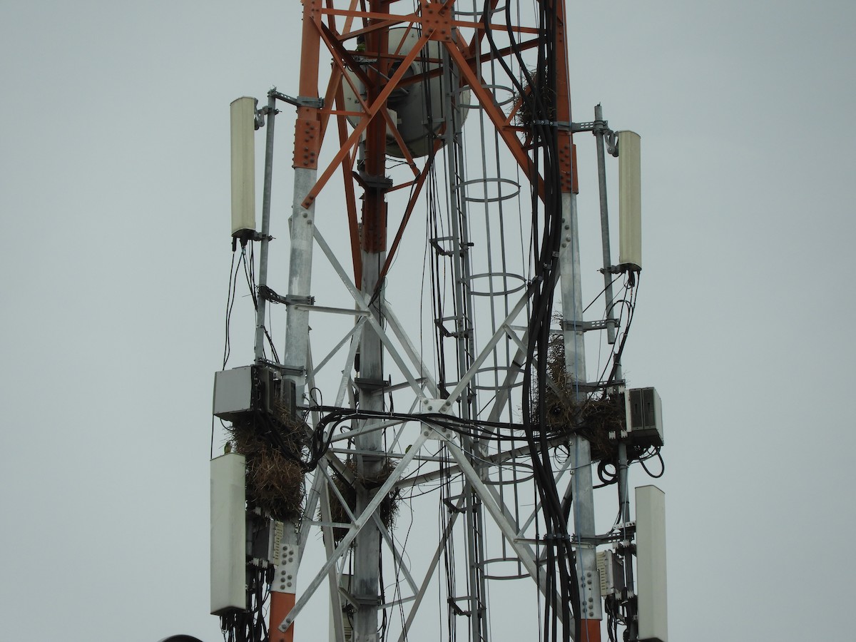 Калита сіроволий - ML644747342