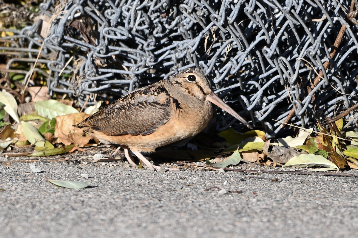 アメリカヤマシギ - ML644747343
