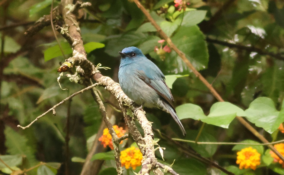 インドアイイロヒタキ - ML644747344