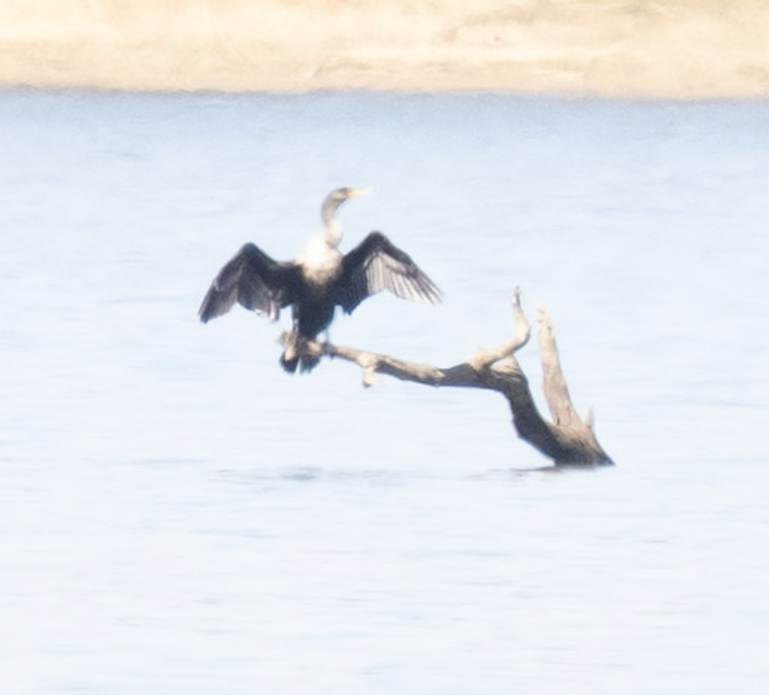 ミミヒメウ - ML644747345