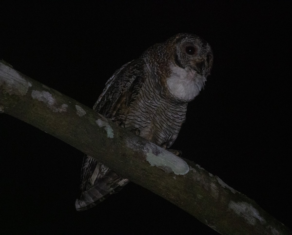 インドモリフクロウ - ML644747346