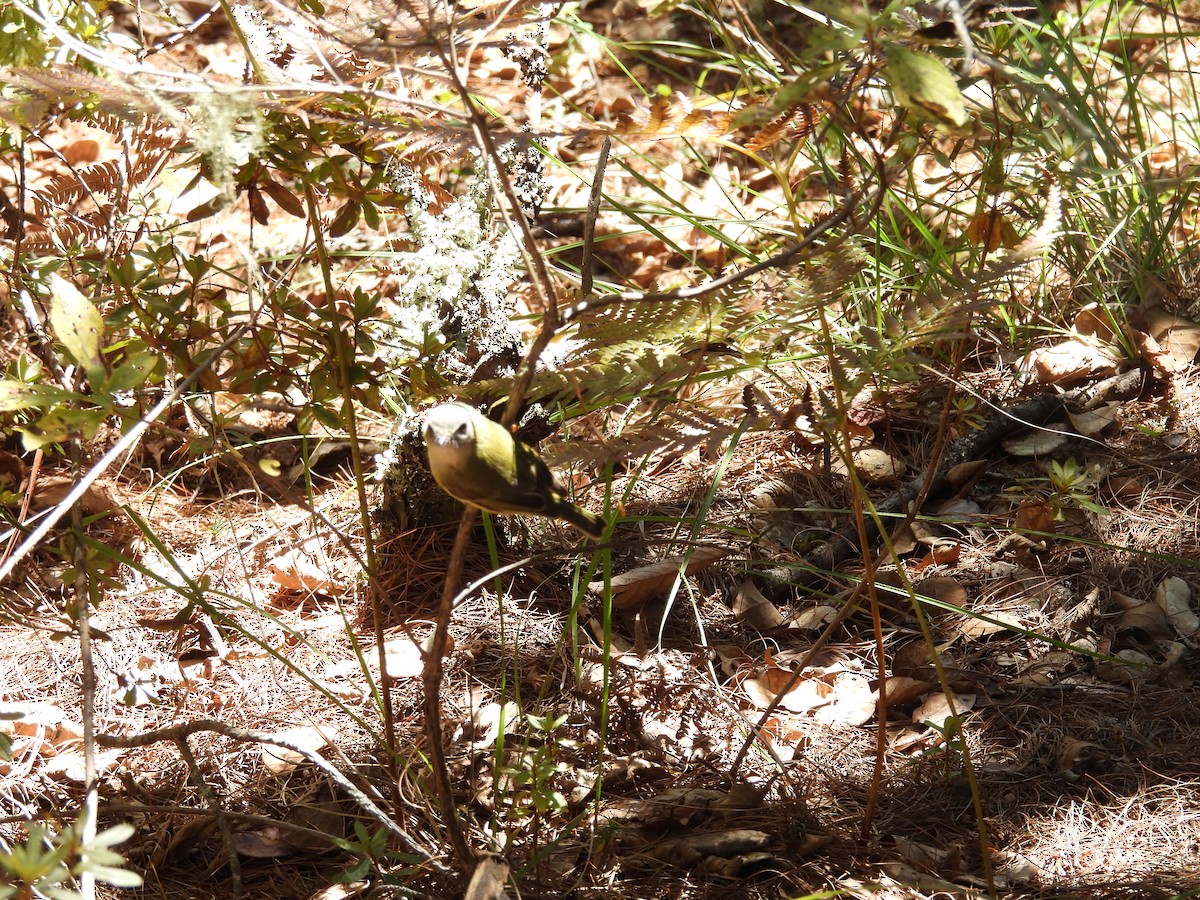 キマユガラ - ML644747347