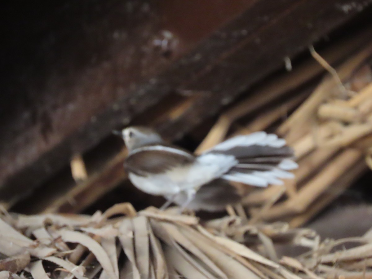 マダガスカルシキチョウ（inexspectatus） - ML644747348