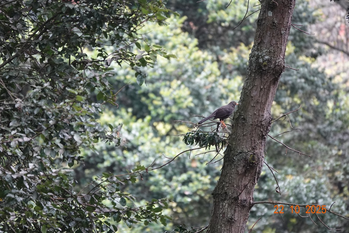 オニツグミ - ML644747350