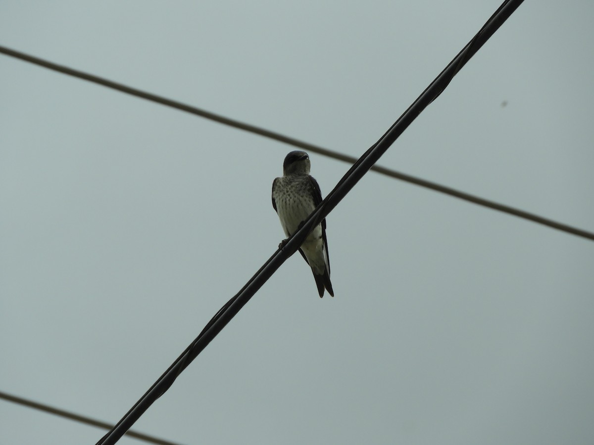 ハイムネムラサキツバメ - ML644747353