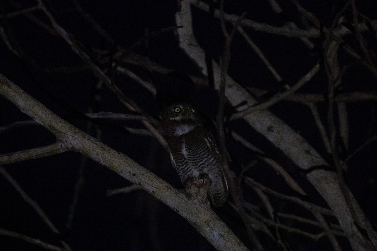 モリスズメフクロウ - ML644747354