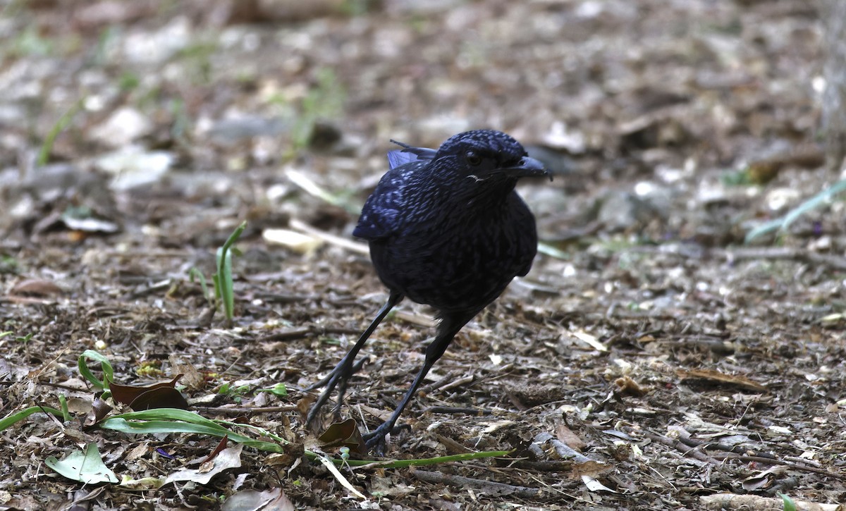 オオルリチョウ - ML644747357