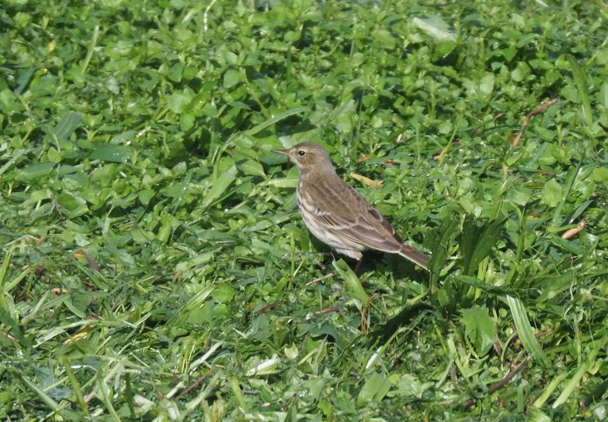 サメイロタヒバリ - ML644747359