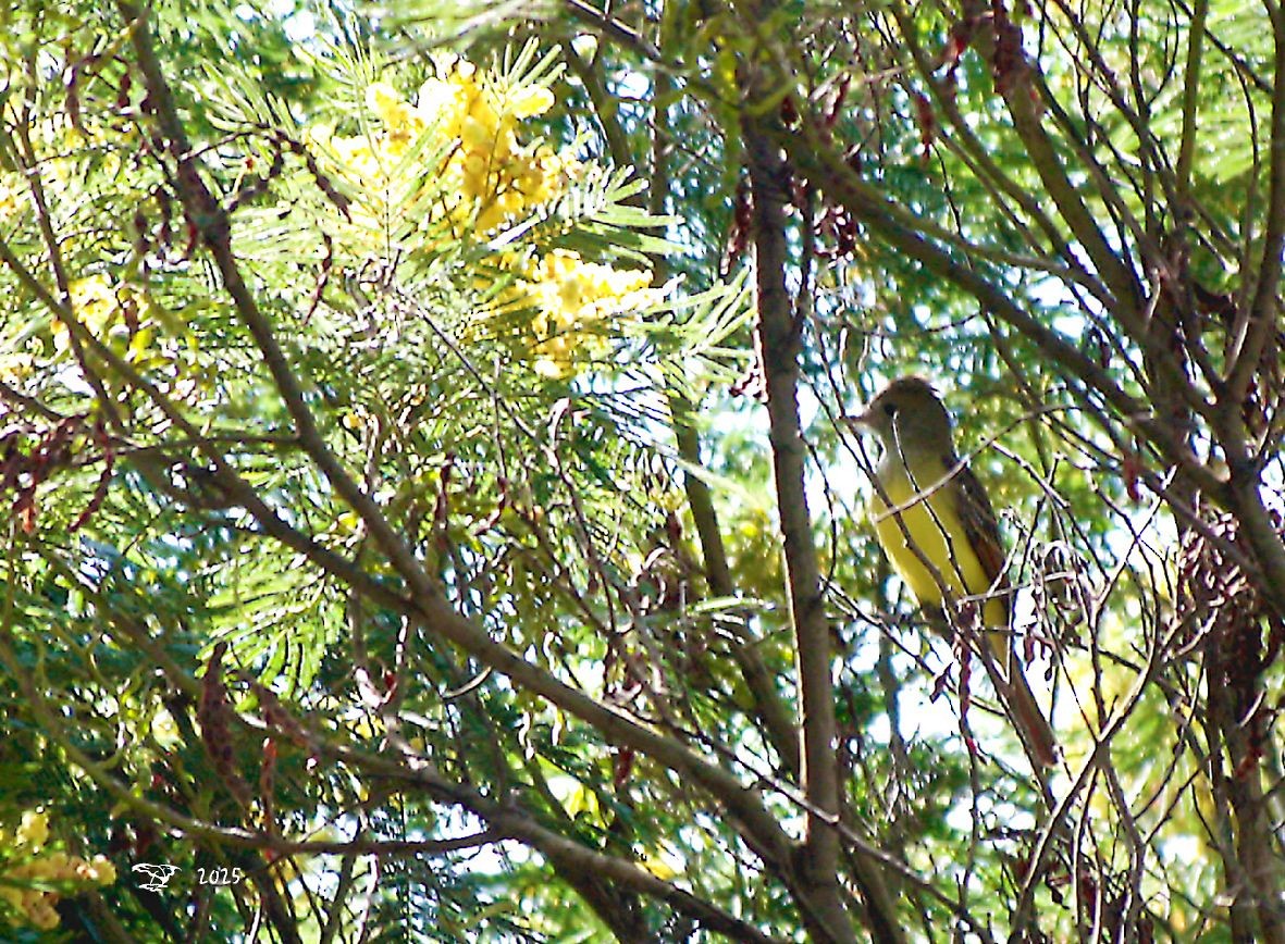 オオヒタキモドキ - ML644747360