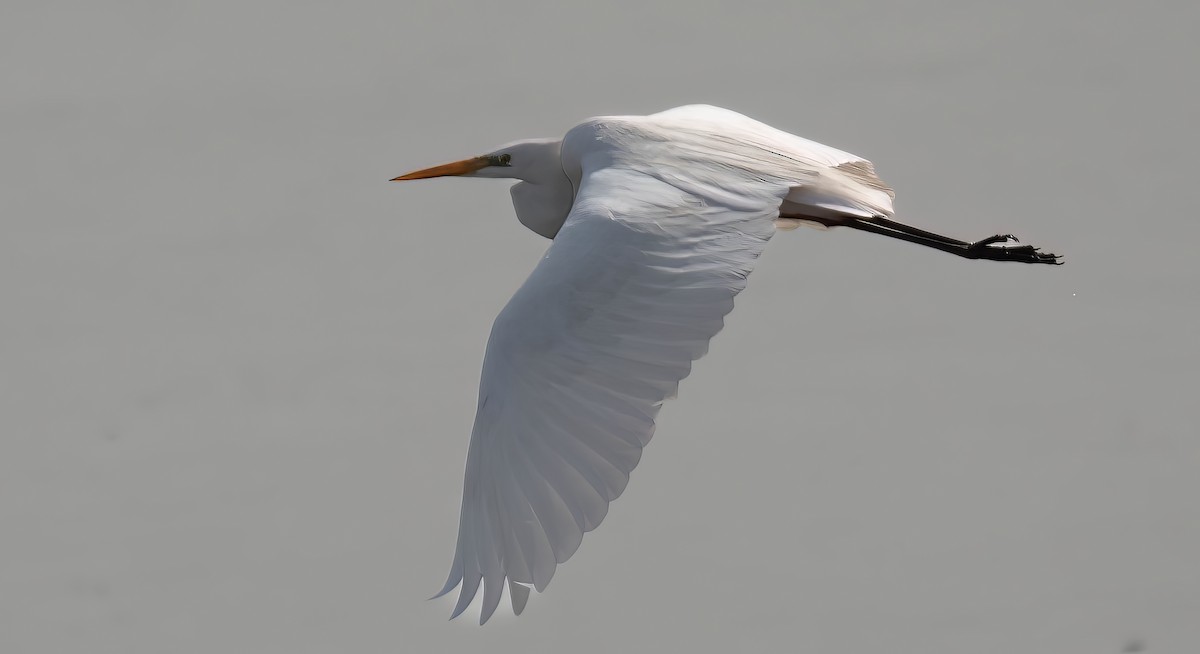 ダイサギ - ML644747361