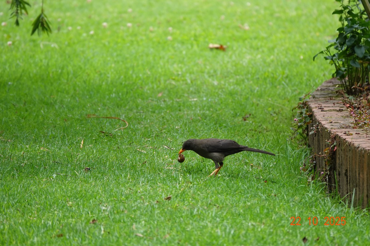 オニツグミ - ML644747367