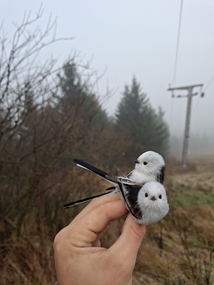 エナガ - ML644747368