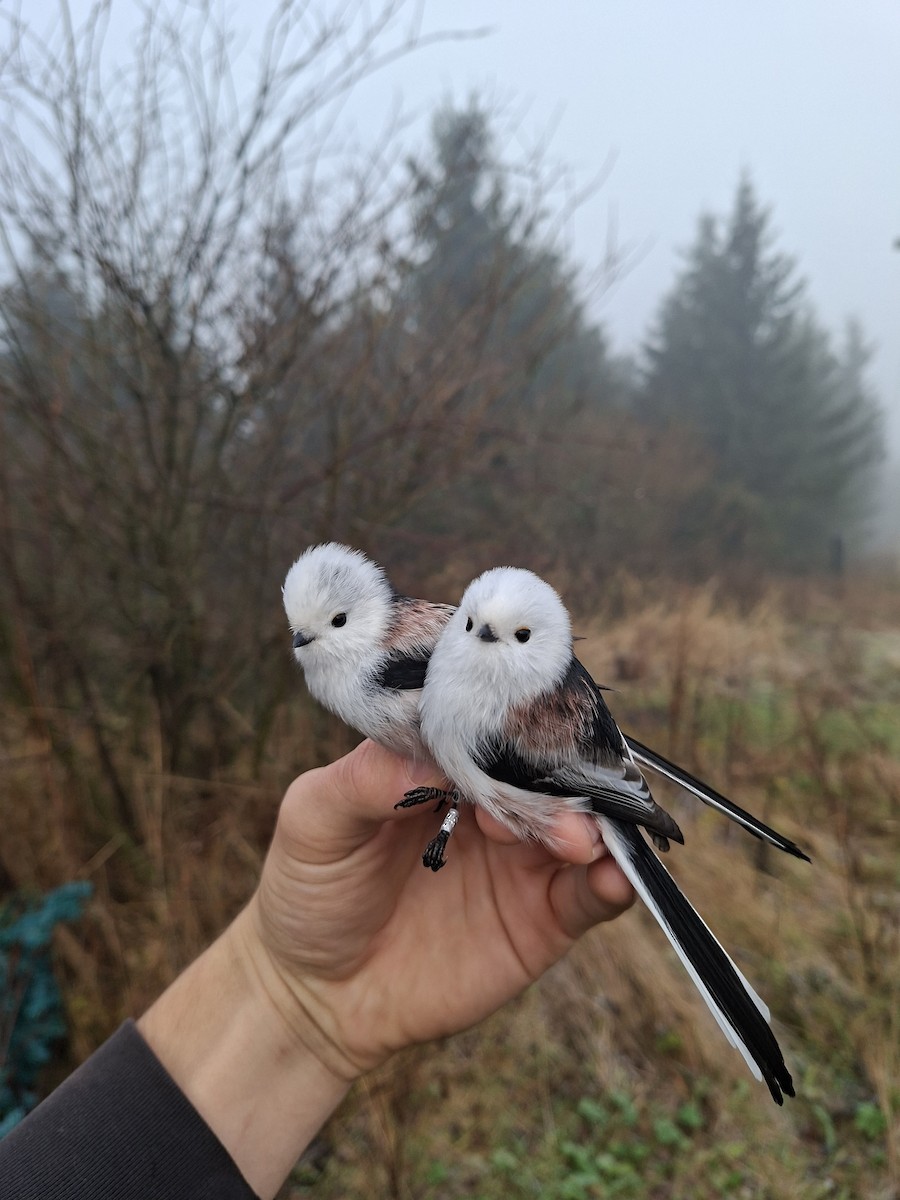 エナガ - ML644747369