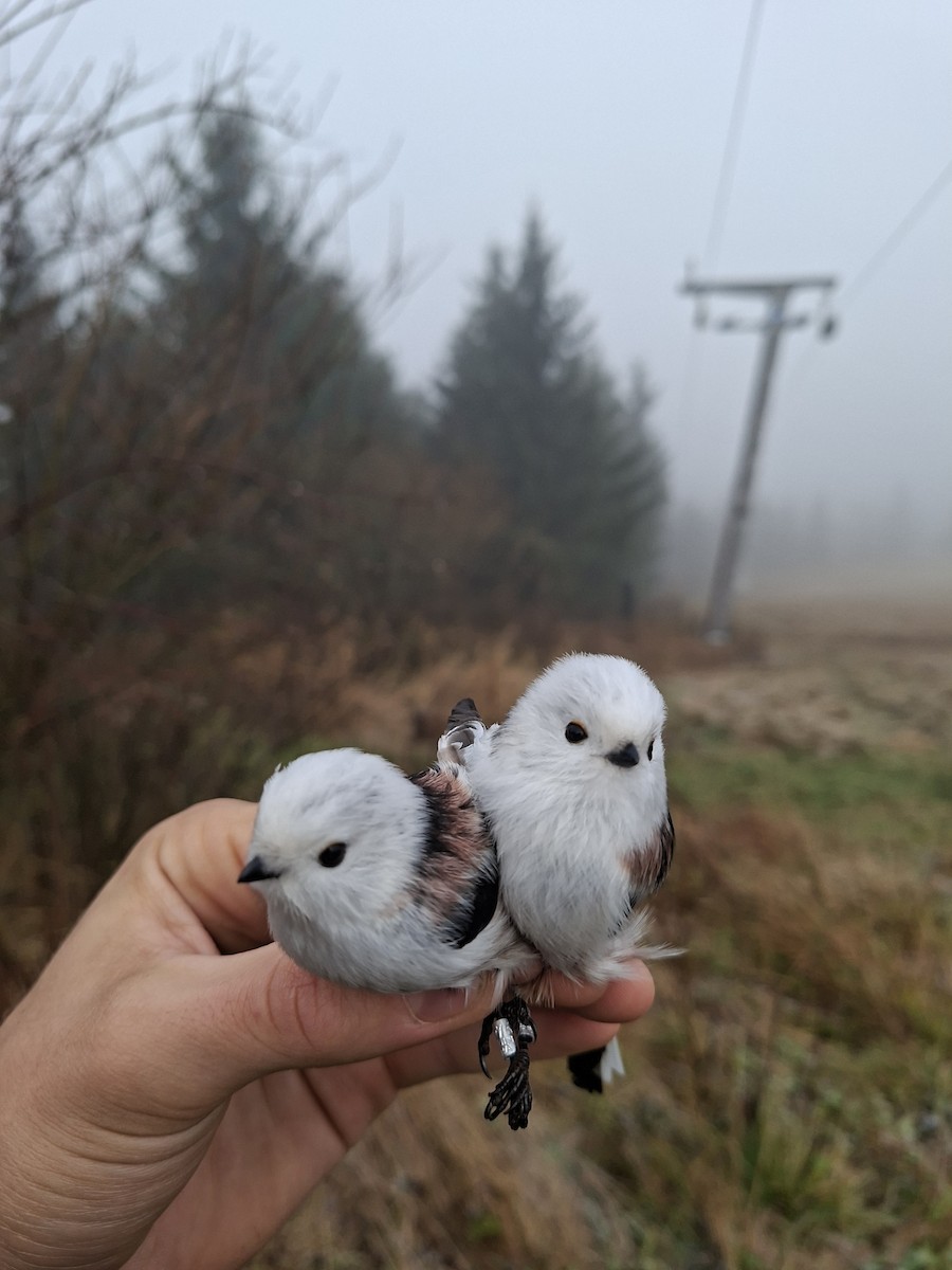 エナガ - ML644747370