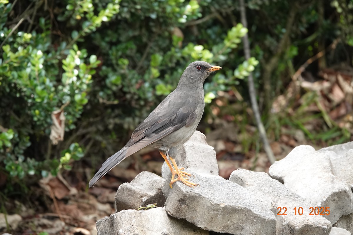 オニツグミ - ML644747371