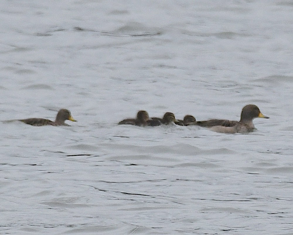 キバシコガモ - ML644747373