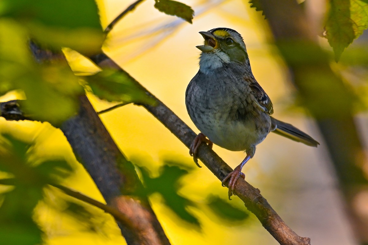 ノドジロシトド - ML644747378