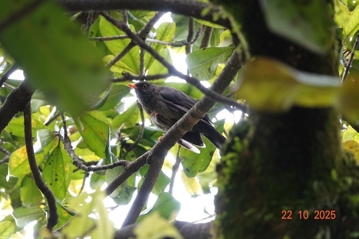 オニツグミ - ML644747379