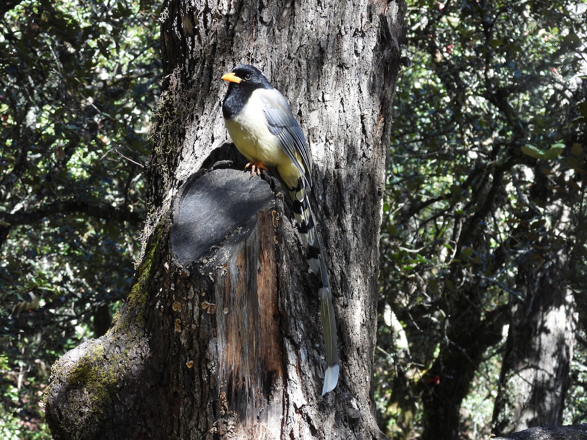 キバシサンジャク - ML644747382