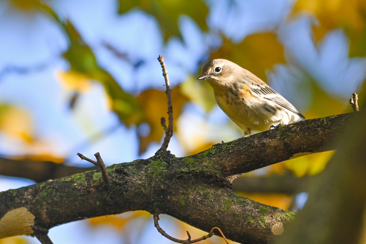 キヅタアメリカムシクイ（coronata） - ML644747383
