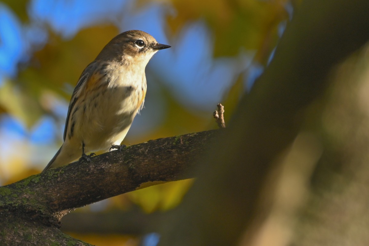 キヅタアメリカムシクイ（coronata） - ML644747384