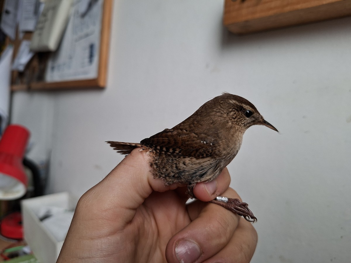 ミソサザイ - ML644747385