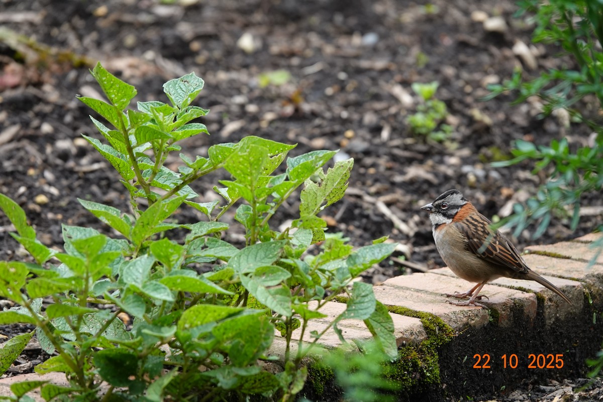 アカエリシトド - ML644747389