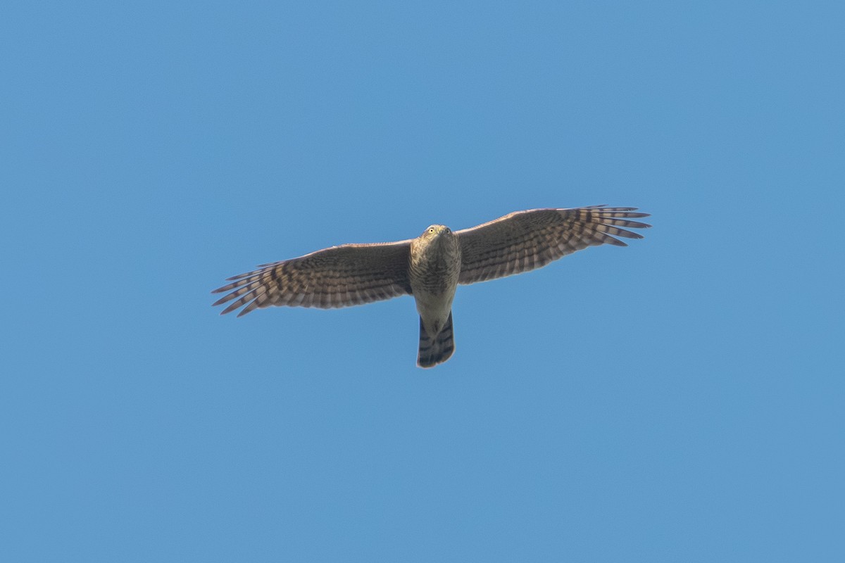 Eurasian Sparrowhawk - ML644747397