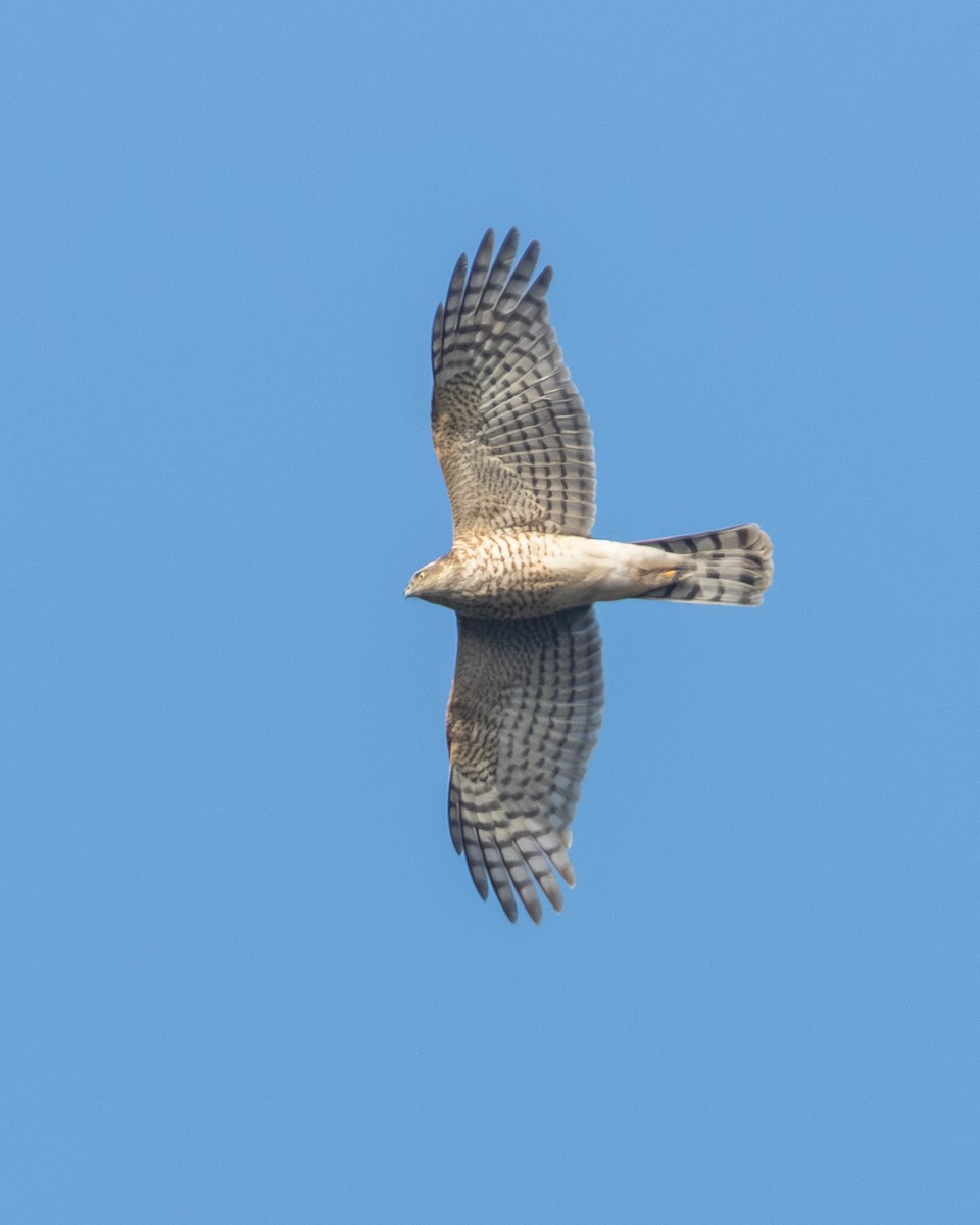Eurasian Sparrowhawk - ML644747398