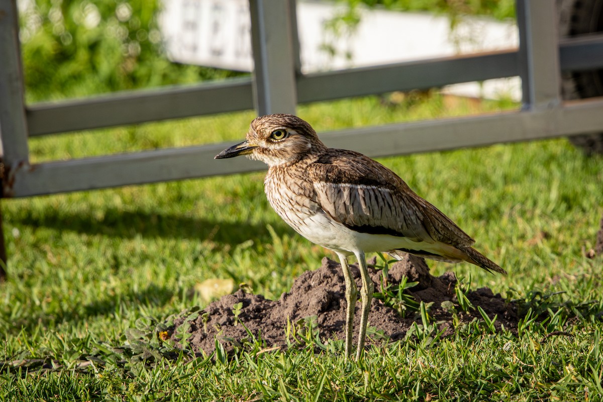 eBird Checklist - 15 Oct 2025 - Fairy Knowe Hotel - 1 species