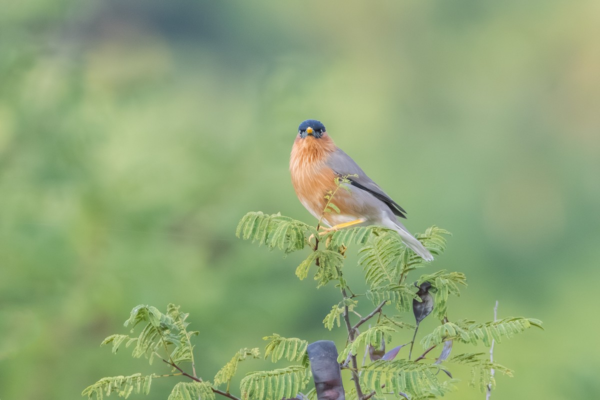 Brahminy Starling - ML644747402