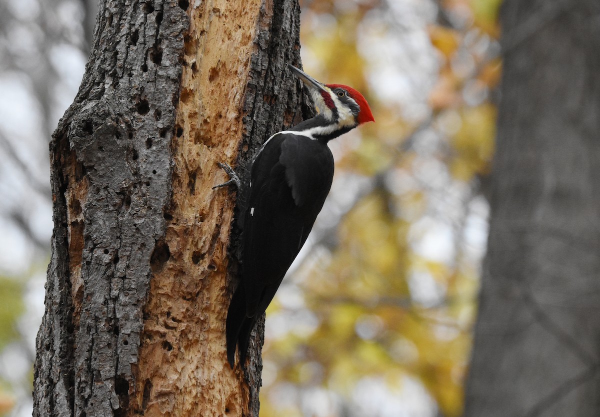 Pileated Woodpecker - ML644747404