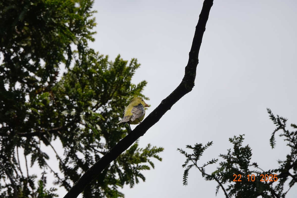 Piranga Escarlata - ML644747422