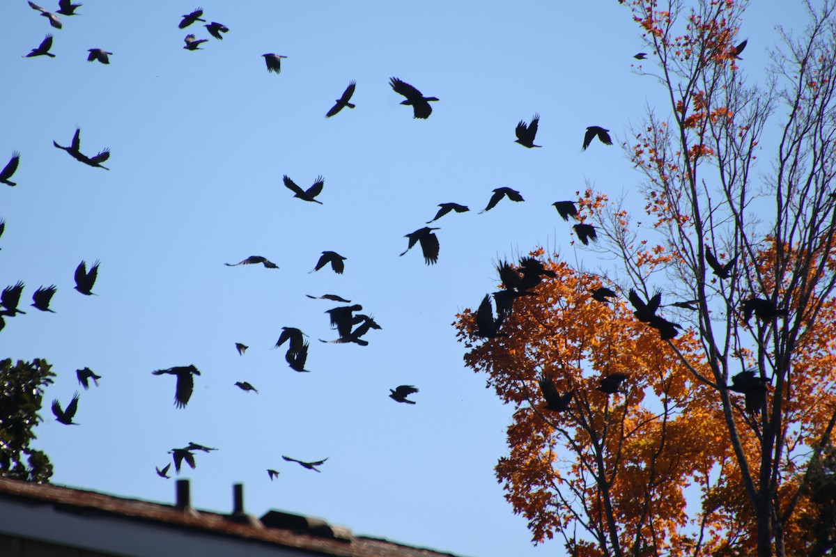 ウオガラス - ML644747424