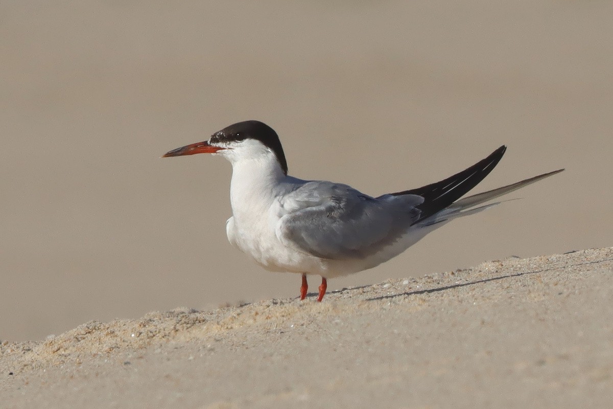 rybák obecný - ML644747426