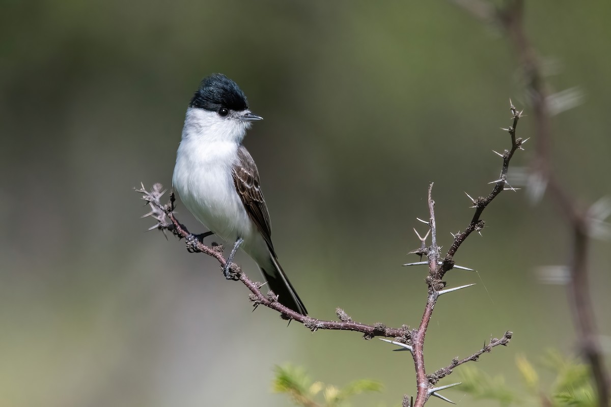 White-naped Xenopsaris - ML644747427